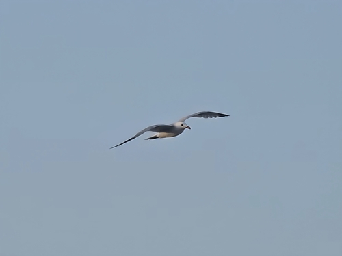 Avistamiento Gaviota de Audouin