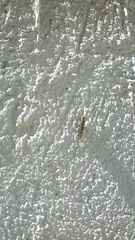 Orthoptera