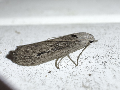 Terrenella Bee Moth photo 4