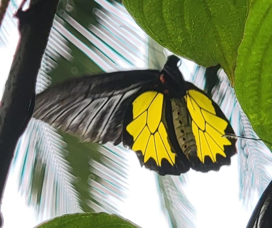 Sahyadri Birdwing