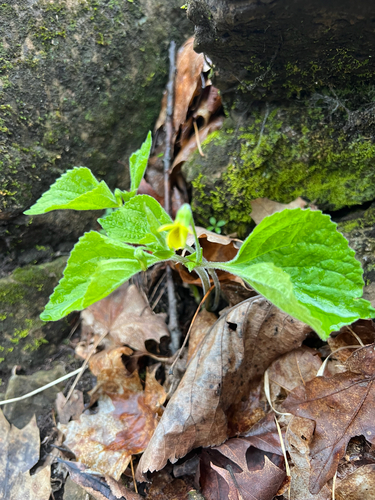 Viola pubescens, photograph 6