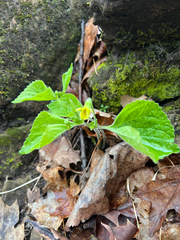 Viola pubescens, photograph Cy Stavros, CC BY, iNaturalist via GBIF
