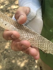 Masticophis flagellum