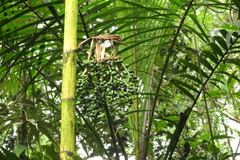 Chamaedorea linearis