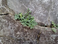 Asplenium ruta-muraria