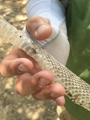 Masticophis flagellum