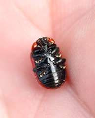 Gonioctena viminalis