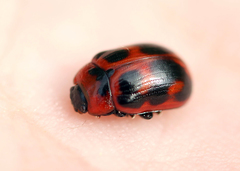 Gonioctena viminalis