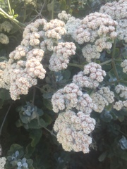 Eriogonum giganteum