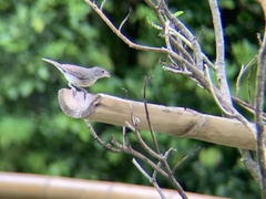 Coryphospingus pileatus