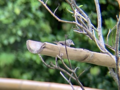 Coryphospingus pileatus