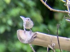 Coryphospingus pileatus