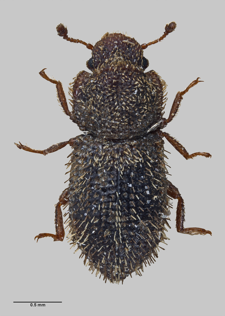 Coxelus