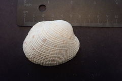 Periglypta reticulata