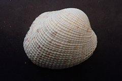 Periglypta reticulata