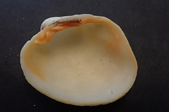 Periglypta reticulata