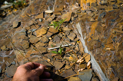 Sporobolus vaginiflorus