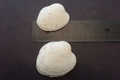 Periglypta reticulata