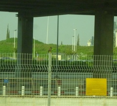 Acridotheres tristis