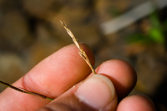 Sporobolus vaginiflorus