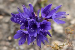 Codonorhiza elandsmontana