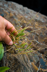 Muhlenbergia tenuiflora