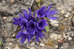 Codonorhiza elandsmontana