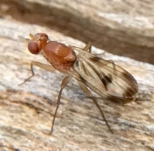 Clusia tigrina