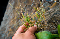Muhlenbergia tenuiflora