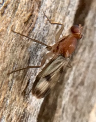 Clusia tigrina