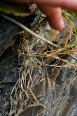 Muhlenbergia tenuiflora