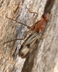 Clusia tigrina