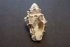 Vasum ceramicum image