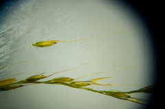 Muhlenbergia tenuiflora