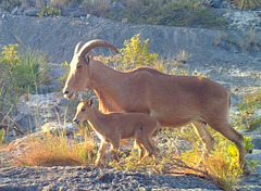 Barbary Sheep photo 3