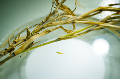 Muhlenbergia tenuiflora