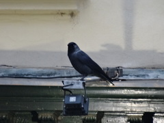 Corvus monedula