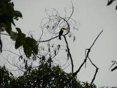 Ramphastos brevis