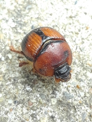 Bolbocerosoma bruneri