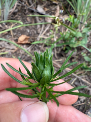 Asphondylia pseudorosa gall