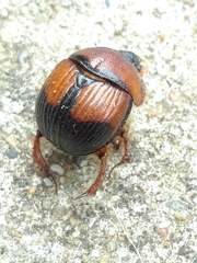 Bolbocerosoma bruneri