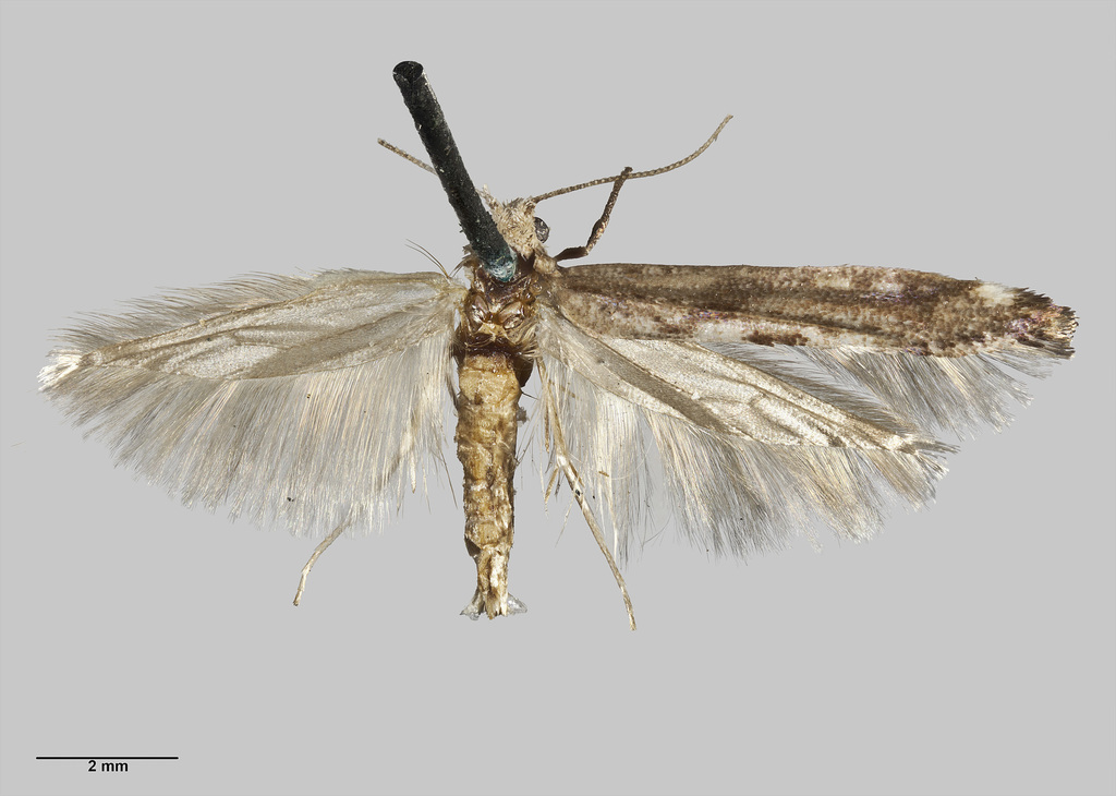Zelleria maculata