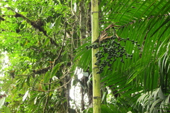 Chamaedorea linearis