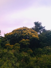 Vochysiaceae