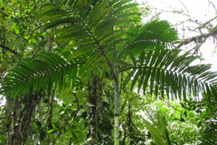 Chamaedorea linearis