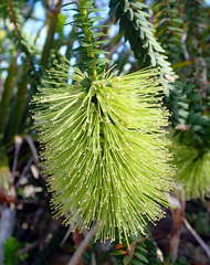 Melaleuca diosmifolia