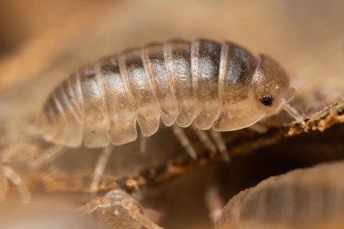 Armadille commune