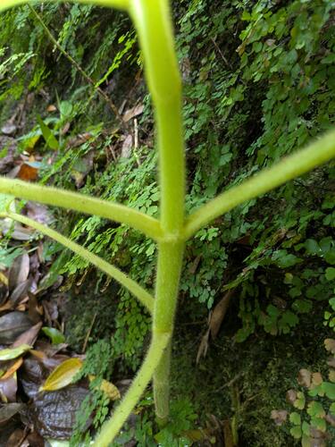 Cyrtandra cordifolia observed 2025-06-27