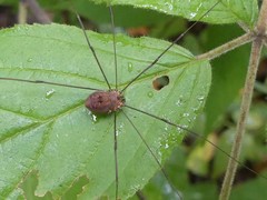 Leiobunum calcar
