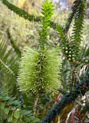 Melaleuca diosmifolia